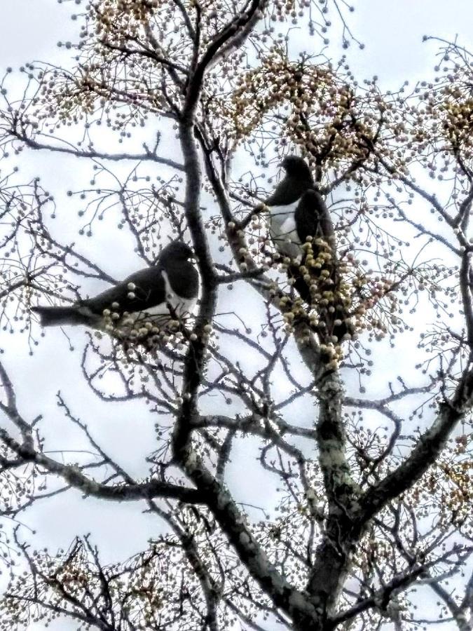 Birds Eyes Te Awanga Bed and Breakfast Εξωτερικό φωτογραφία